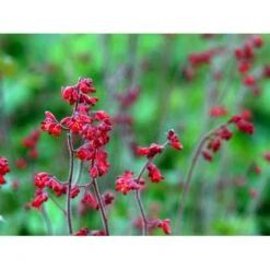 Alunrod 'Ruby Bells' Heuchera Sanguinea 'Ruby Bells' 10 Cm. Potte