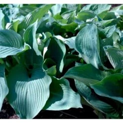 Funkia 'Blue Angel' Hosta Hybrid 'Blue Angel' 2 Liter Potte