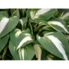 Funkia 'Night Before Christmas' Hosta Hybrid 'Night Before Christmas' 1 Liter Potte