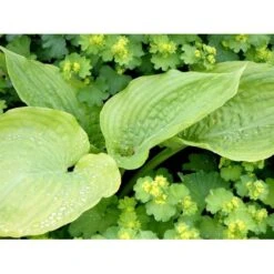 Funkia 'Sum And Substance' Hosta Hybrid 'Sum And Substance' 1 Liter Potte