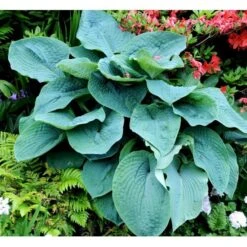 Funkia 'Big Daddy' Hosta Hybrid 'Big Daddy' 1 Liter Potte