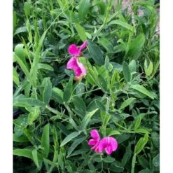 Flerårig Ærteblomst 'Rote Perle' ('Splendens') Lathyrus Latifolius 'rote Perle' ('Splendens') 1 Liter Potte