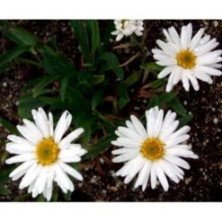 Kæmpemargarit 'Alaska' Leucanthemum Superba 'Alaska' 1 Liter Potte