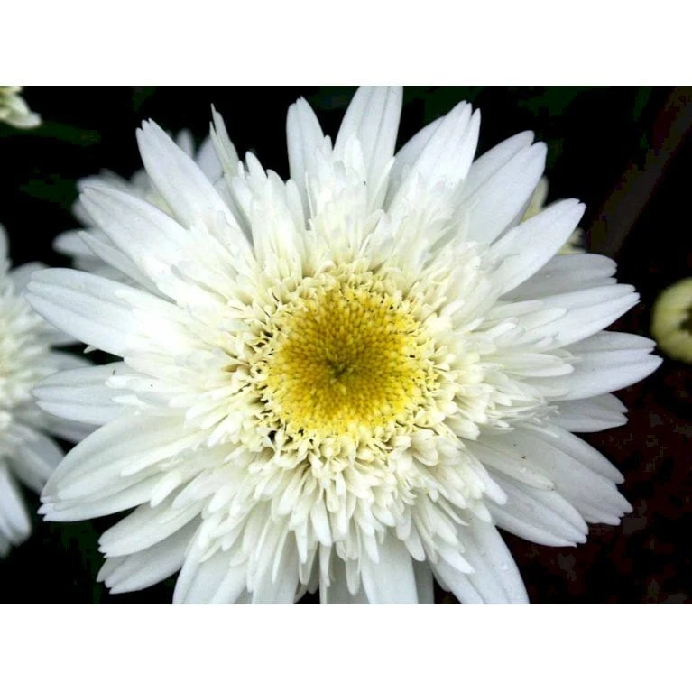 Kæmpemargerit 'Christine Hagemann' Leucanthemum Superbum 'Christine Hagemann' 1 Liter Potte - Billede 4