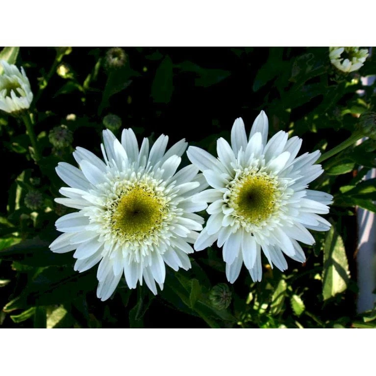 Kæmpemargerit 'Christine Hagemann' Leucanthemum Superbum 'Christine Hagemann' 1 Liter Potte