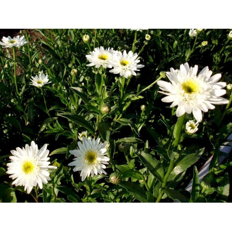 Kæmpemargerit 'Christine Hagemann' Leucanthemum Superbum 'Christine Hagemann' 1 Liter Potte - Billede 3