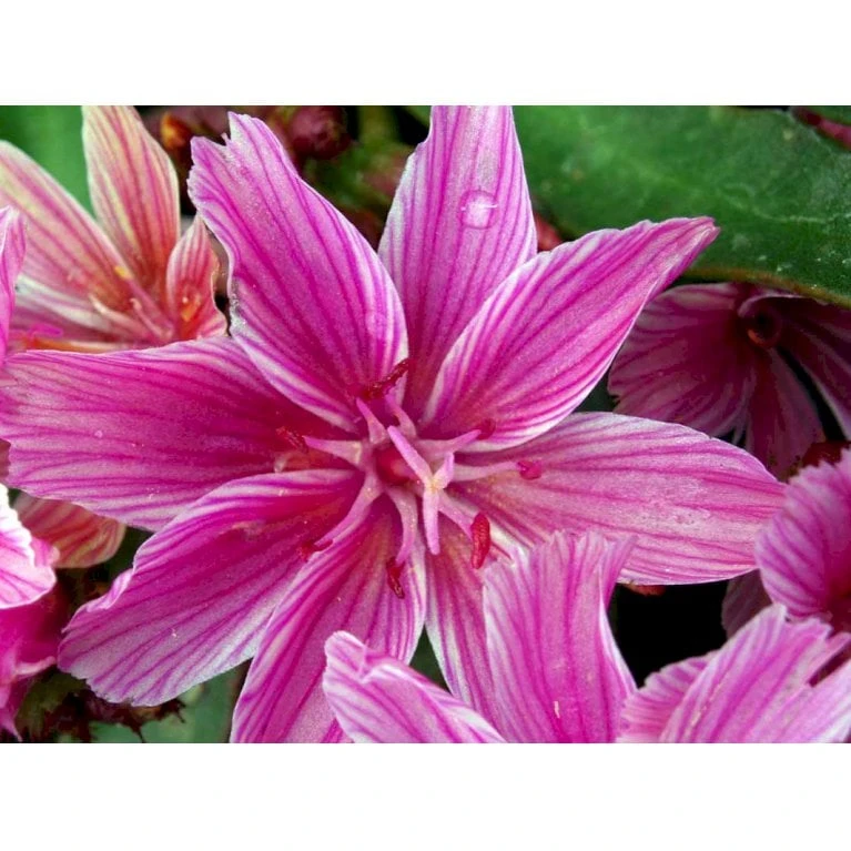 Lewisia 'Little Plum' Lewisia Longipetala 'Little Plum' 10 Cm. Potte - Billede 3