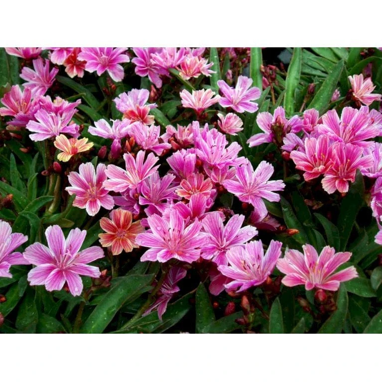Lewisia 'Little Plum' Lewisia Longipetala 'Little Plum' 10 Cm. Potte - Billede 4