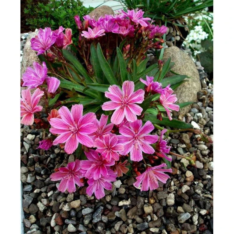 Lewisia 'Little Plum' Lewisia Longipetala 'Little Plum' 10 Cm. Potte - Billede 5
