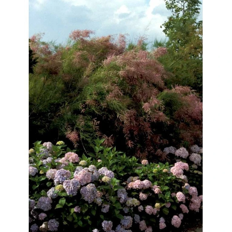 Hortensia 'Bouquet Rose' Hydrangea Macrophylla 'Bouquet Rose' 3,5 Liter Potte - Billede 3