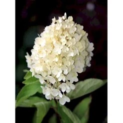 Syrén-Hortensia 'Grandiflora' Hydrangea Paniculata 'Grandiflora' Med Klump,- 100-120 Cm.