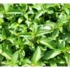 Eau De Colognemynte Mentha Rotundifolia 'Eau De Cologne' 1 Liter Potte