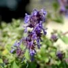 Almindelig Katteurt Nepeta Cataria Ssp. Citriodora 1 Liter Potte