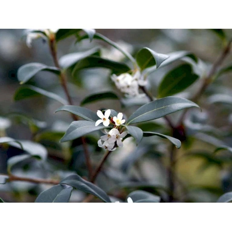 Stenved Osmanthus Burkwoodi Potte 3,5 Liter 20-30 Cm. - Billede 4
