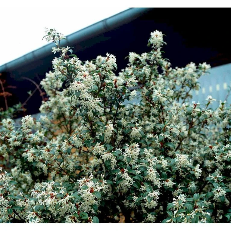 Stenved Osmanthus Burkwoodi Potte 3,5 Liter 20-30 Cm. - Billede 3