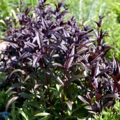 Rørblomst Penstemon Digitalis 'Husker Red' 1 Liter Potte