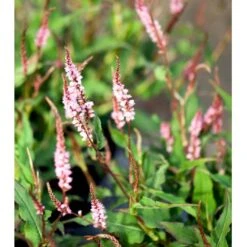 Pileurt Persicaria Ampl.'Pink Elephant' 1 Liter Potte