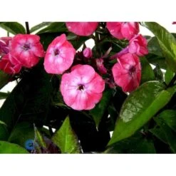 Høstfloks Phlox Paniculata 'Junior Dance' 3,5 Liter Potte