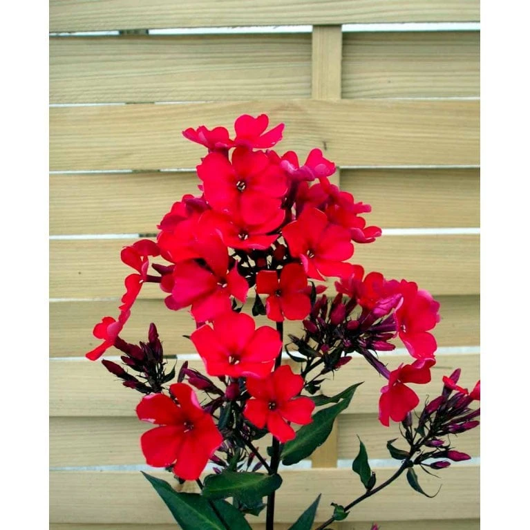 Høstfloks 'Orange Perfection' Phlox Paniculata 'Orange Perfection' 9 Cm. Potte - Billede 4