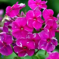 Høstfloks Phlox Paniculata 'Purple Flame' 1 Liter Potte