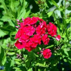 Høstfloks Phlox Paniculata 'Red Riding Hood' 3,5 Liter Potte