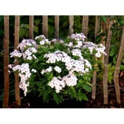 Høstfloks Phlox Paniculata 'White Eye Flame' 1 Liter Potte