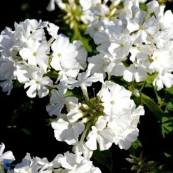 Høstfloks 'White Flame' Phlox Paniculata 'White Flame' 1 Liter Potte