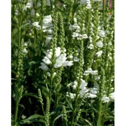 Drejeblomst Physostegia Virginiana 'Alba' 1 Liter Potte