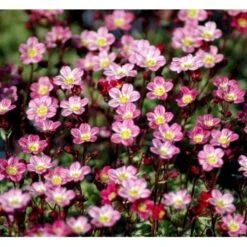 Mos-Stenbræk Saxifraga Arendsii-hybrid 'Peter Pan' 10 Cm. Potte
