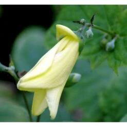 Månestråle Kirengeshoma Palmata Potte 2 Liter.