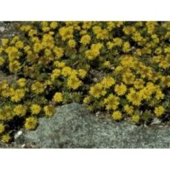 Stenurt 'Immergrünchen' Sedum Floriferum 'Immergrünchen' 10 Cm. Potte