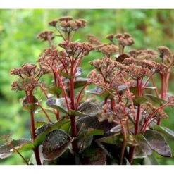 Sankthansurt 'Matrona' Sedum Telephium 'Matrona' 1 Liter Potte