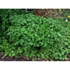 Duskkonval Smilacine Racemosa 1 Liter Potte