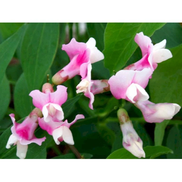 Vår-Fladbælg Lathyrus Vernus 'Rosenelfe' 1 Liter Potte - Billede 3