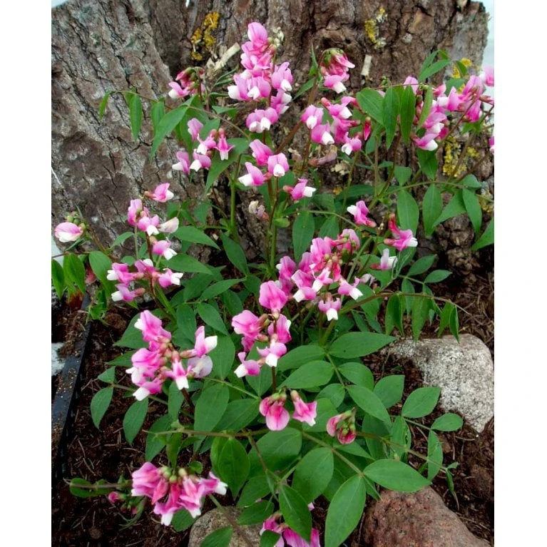 Vår-Fladbælg Lathyrus Vernus 'Rosenelfe' 1 Liter Potte