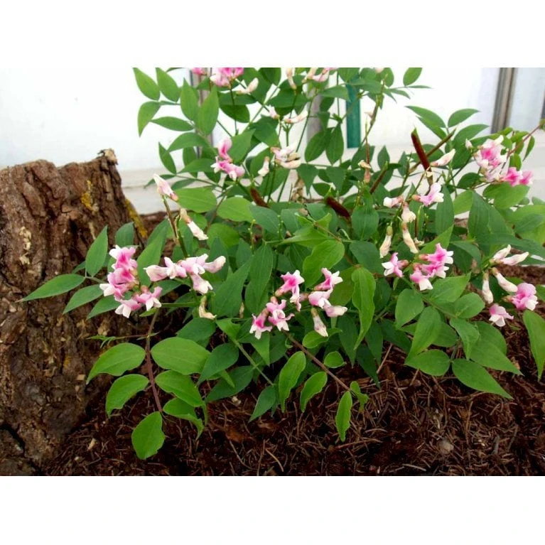 Vår-Fladbælg Lathyrus Vernus 'Rosenelfe' 1 Liter Potte - Billede 4