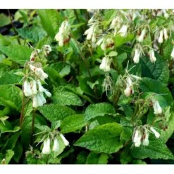 Kulsukker Symphytum Grandiflorum 1 Liter Potte