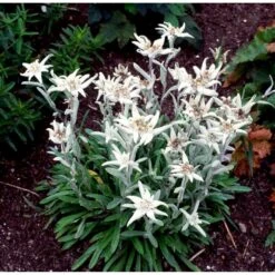 Edelweiss Leontopodium Soul. 'Alpina White' 1 Liter Potte