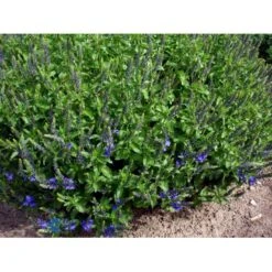 Bredbladet Ærenpris Veronica Austrica 'True Blue' 1 Liter Potte