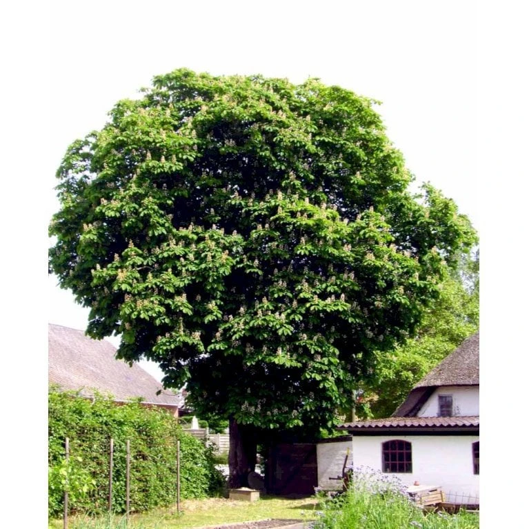 Hestekastanie Aesculus Hippocastanum Potte 12 Liter,- 150-175 Cm. - Billede 7