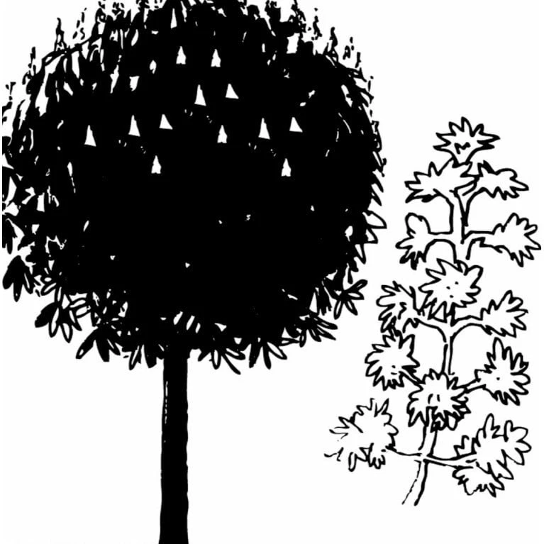 Hestekastanie Aesculus Hippocastanum Potte 12 Liter,- 150-175 Cm. - Billede 6