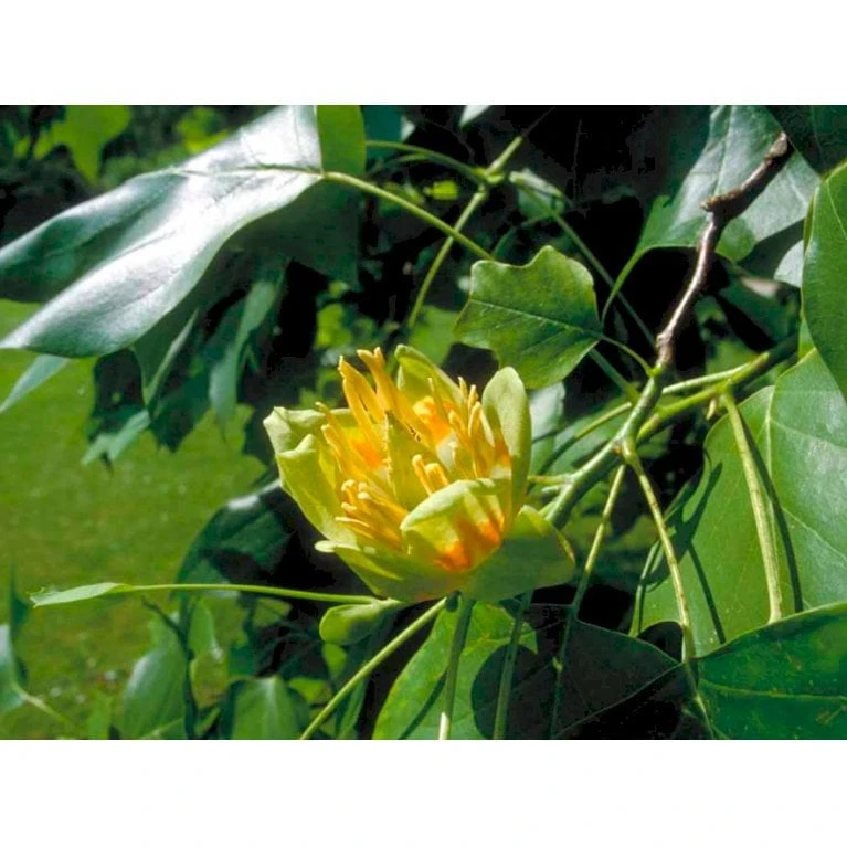 Tulipantræ Liriodendron Tulipifera Med Klump,- 150-175 Cm. - Billede 6