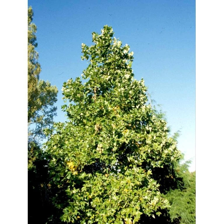 Tulipantræ Liriodendron Tulipifera Med Klump,- 150-175 Cm. - Billede 5