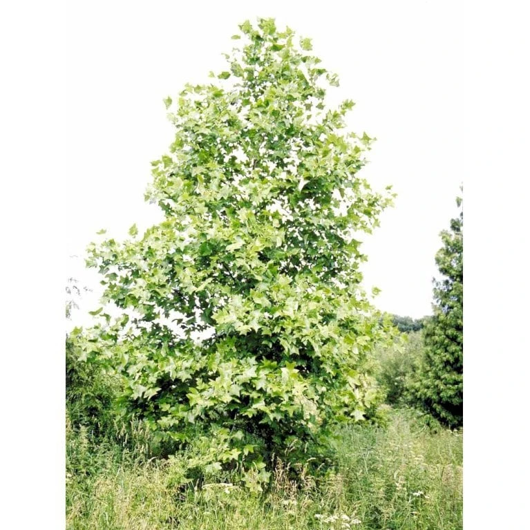 Tulipantræ Liriodendron Tulipifera Med Klump,- 150-175 Cm. - Billede 4