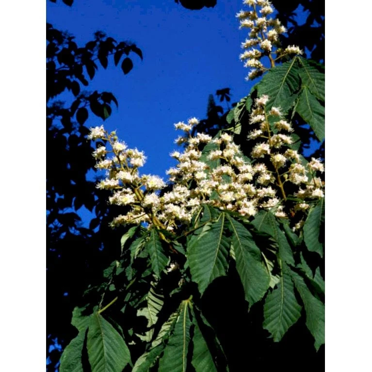 Hestekastanie Aesculus Hippocastanum Potte 12 Liter,- 150-175 Cm. - Billede 9