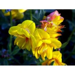 Kællingetand Lotus Corniculatus 'Pleniflorus' 2 Liter Potte