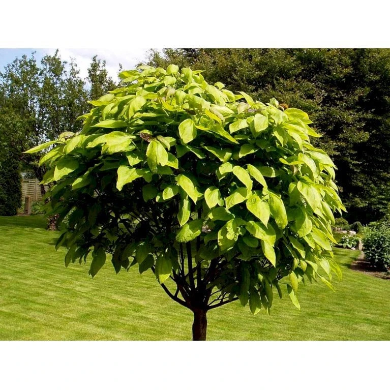 Kugletrompetkrone 'Nana' Catalpa Bignonioides 'Nana' Opstammet 80 Cm. Med Potte - Billede 3