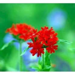Brændende Kærlighed Lychnis Chalcedonica 1 Liter Potte