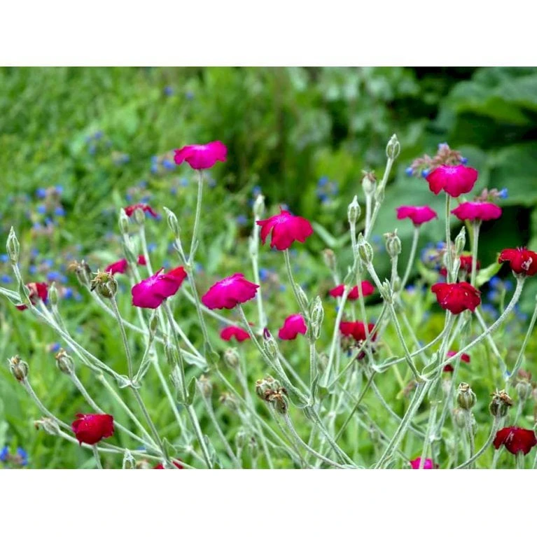 Haveklinte Lychnis Coronaria 10 Cm. Potte - Billede 5
