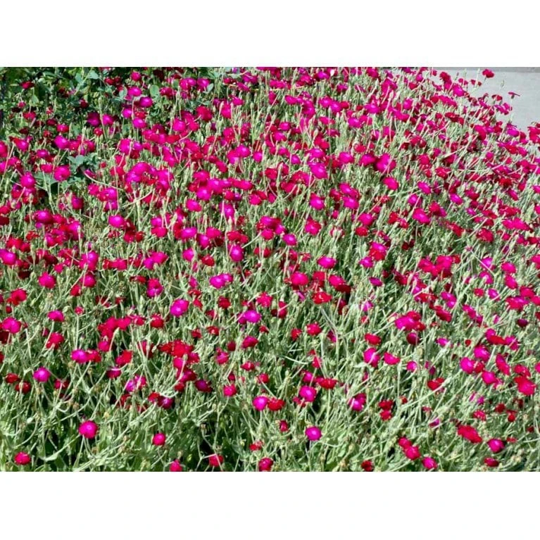 Haveklinte Lychnis Coronaria 10 Cm. Potte - Billede 4